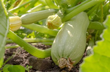 Açık yeşil kabak meyvesi bahçedeki yeşillikte güneşli bir günde kırsalda.