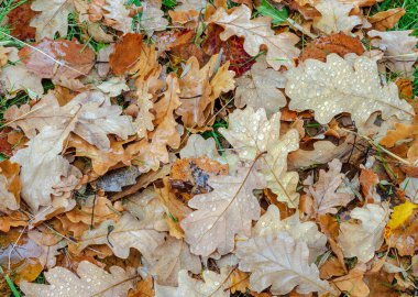 Sonbaharın sonlarında meşe yaprakları sarı kahverengidir, yerde uzanır, yağmur damlaları ve çiy ile kaplıdır. Yakın plan..