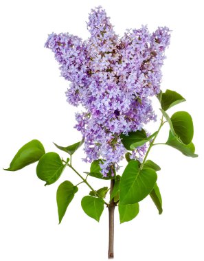 Beyaz arka planda izole edilmiş mor yemyeşil bir çiçek tomurcuğu olan bir leylak dalı..