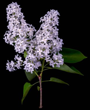 Siyah arka planda iki beyaz çiçek tomurcuğuna sahip leylak dalı..