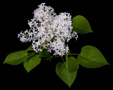 Beyaz çiçekli bir leylak dalı, siyah arka planda izole edilmiş..