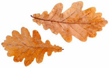Sonbaharda meşe ağacının yaprağı beyaz arka planda izole edilmiş yakın planda kırmızı kahverengi sarıdır..