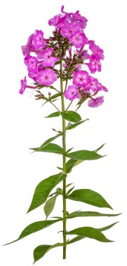 Beyaz arka planda izole edilmiş yeşil yapraklı bir saptaki uzun pembe phlox..