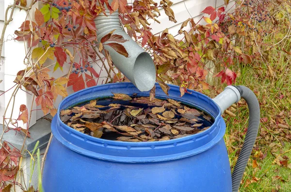 Kanalizacja Deszczowa Plastikowej Beczce Wiejskim Domu Zbliżenie Opadniętymi Liśćmi Jesienią — Zdjęcie stockowe