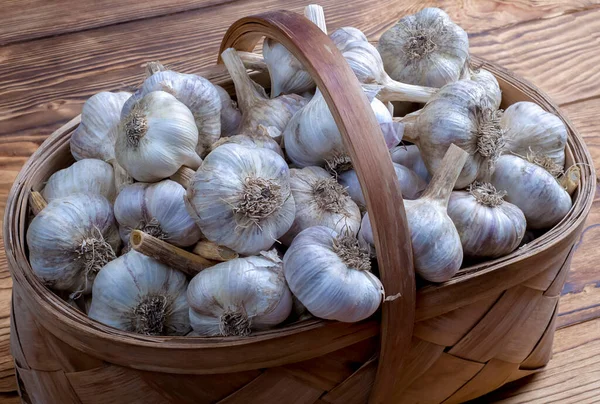 Köpfe Eines Knoblauchstraußes Einem Weidenkorb Auf Einem Holztisch Einem Ländlichen — Stockfoto