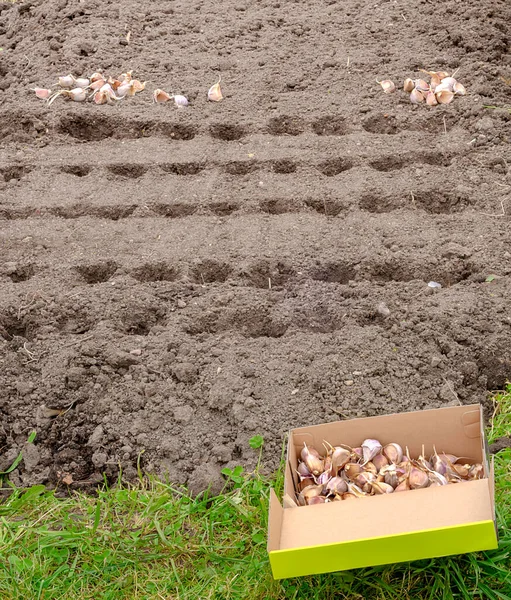 Plantando Sementes Dentes Alho Nos Buracos Poço Nos Canteiros Jardim — Fotografia de Stock