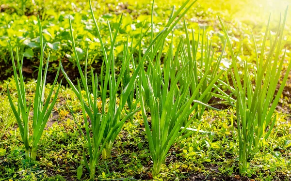 Ein Beet Mit Grünen Zwiebelschoten Garten Wird Sommer Gegen Sonneneinstrahlung — Stockfoto
