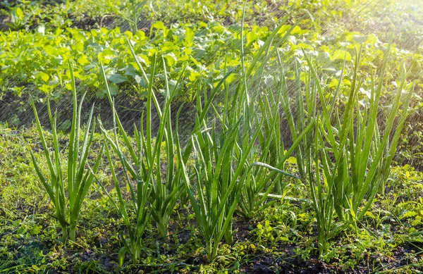 Ein Beet Mit Grünen Zwiebelschoten Garten Wird Sommer Sonnenlicht Mit — Stockfoto