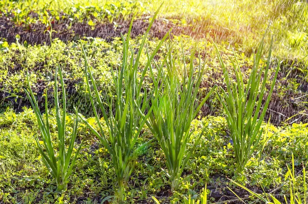 Bed Green Onion Pods Garden Watered Water Hose Summer Sunny — Stock Photo, Image