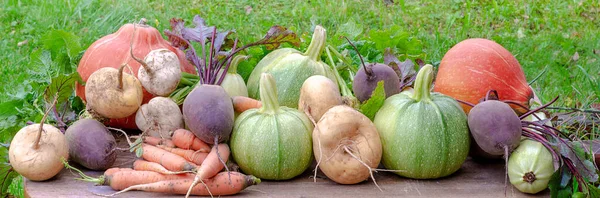 Una Variedad Verduras Calabaza Calabacín Ajo Nabos Remolachas Zanahorias Encuentran — Foto de Stock