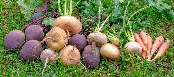 Eine Vielzahl Von Wurzelgemüse Rüben Rüben Und Möhren Befindet Sich — Stockfoto