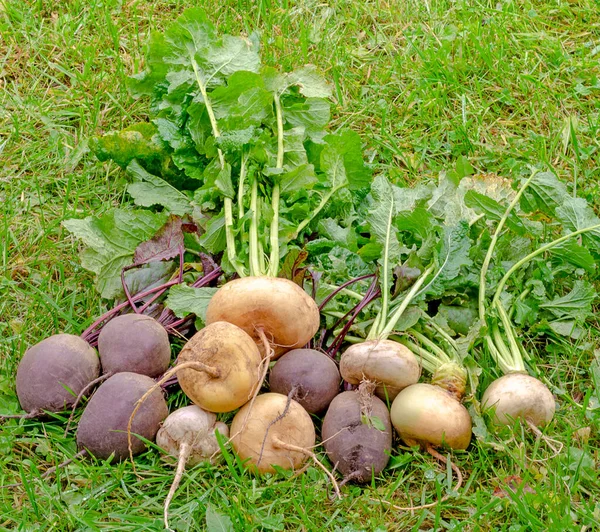 Uma Variedade Vegetais Raiz Nabos Beterrabas Estão Localizados Grama Verde — Fotografia de Stock