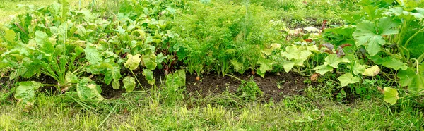 Panorámás Kép Egy Zöldségkert Különböző Gyökérnövények Fehérrépa Sárgarépa Cukkini Cékla — Stock Fotó
