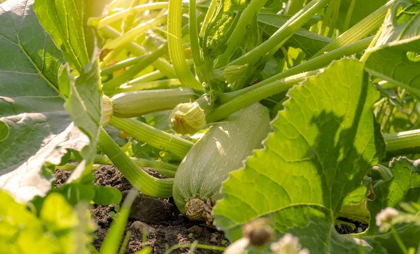 Kırsal kesimde güneşli bir günde bahçede açık yeşil kabak meyveleri..
