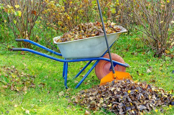 Plastic Rakes Garden Wheelbarrow Loaded Fallen Old Leaves Garden Late — Stock Photo, Image