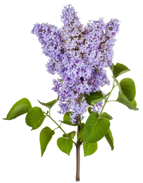 Beyaz arka planda izole edilmiş mor yemyeşil bir çiçek tomurcuğu olan bir leylak dalı..