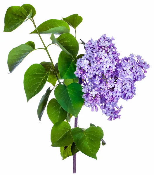 白い背景に1本の紫色の花芽が孤立したライラックの枝クローズアップ — ストック写真