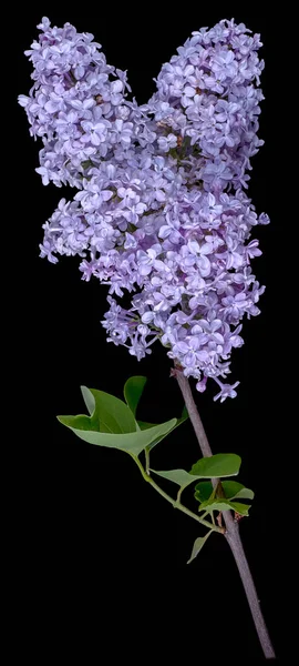 Rama Lila Con Capullos Flor Púrpura Aislados Sobre Fondo Negro —  Fotos de Stock