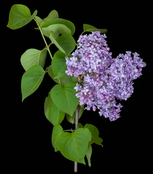 Branch Lilac Purple Lush Bud Flowers Isolated Black Background Close — Stock Photo, Image