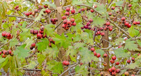 Red Fruits Hawthorn Bush Berries Branches Green Leaves Autumn — Stock Photo, Image