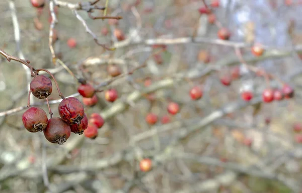 Fünf Getrocknete Rote Früchte Einer Weißdornbeere Auf Zweigen Ohne Blätter — Stockfoto