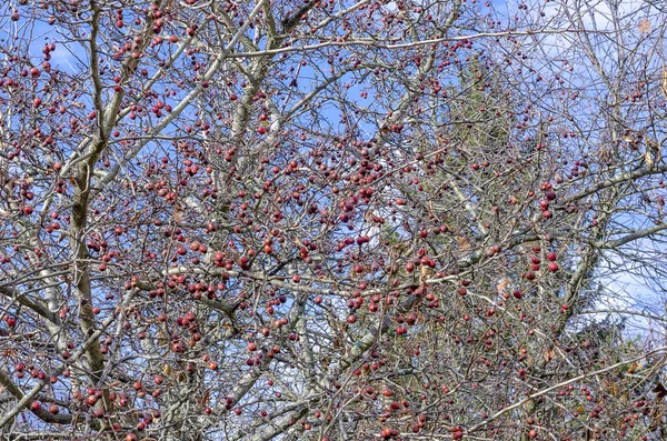 Καρποί Είναι Κόκκινα Μούρα Ενός Δέντρου Hawthorn Κλαδιά Χωρίς Φύλλα — Φωτογραφία Αρχείου