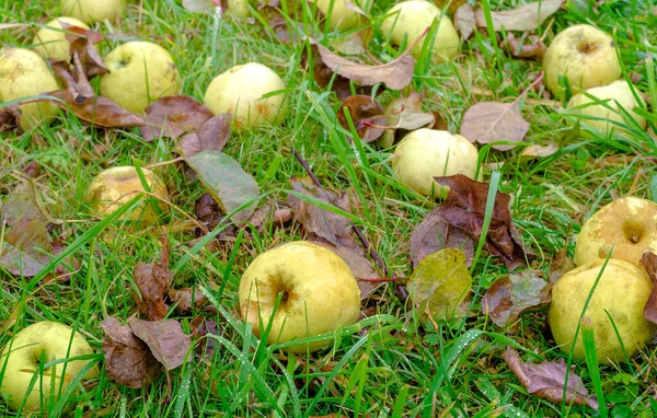 Mele Gialle Della Varietà Antonovka Trovano Terra Sull Erba Verde Foto Stock