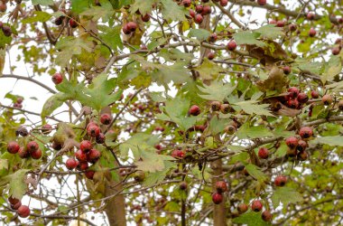 # Ağaç meyvelerinin kırmızı meyveleri dalların üzerinde # # ve sonbaharda yeşil yapraklar #.