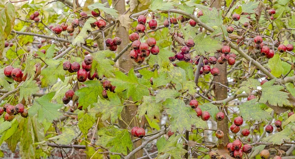 Red Fruits Hawthorn Bush Berries Branches Green Leaves Autumn — Stock Photo, Image