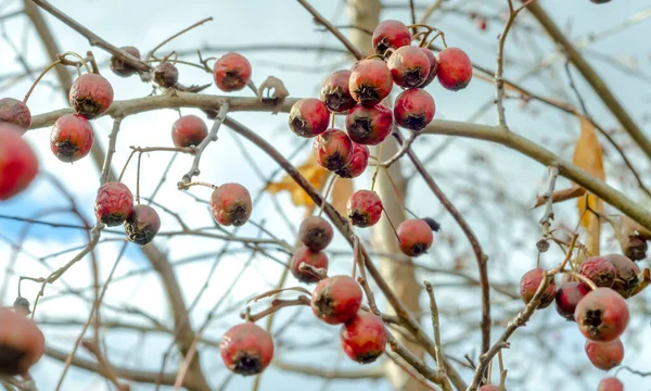 Frukterna Röda Bär Ett Hagtorn Träd Grenar Utan Blad Närbild — Stockfoto