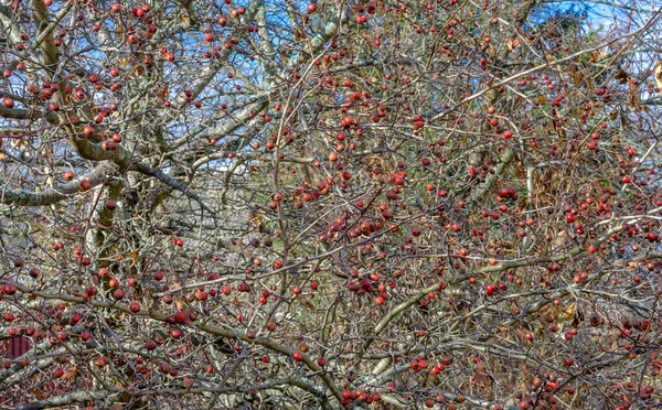 Früchte Sind Rote Beeren Eines Weißdornbaums Auf Zweigen Ohne Blätter — Stockfoto