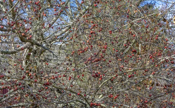 Frutti Sono Bacche Rosse Albero Biancospino Rami Senza Foglie Primo Fotografia Stock