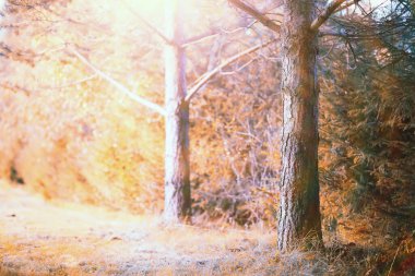 Yaz sonu. Eşit sıcaklıkta.