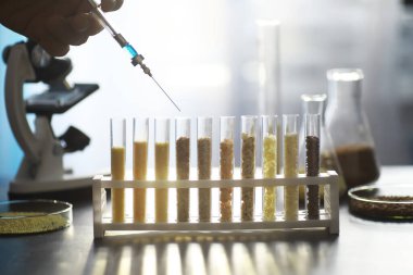 Seçim bitkilerinin tohumlarıyla test tüpleri. Laboratuvardaki Tarım Tahılları ve Tohumları İnceleme Araştırması