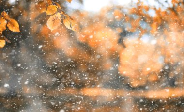 İlk sno günlerinde Sonbahar parkı