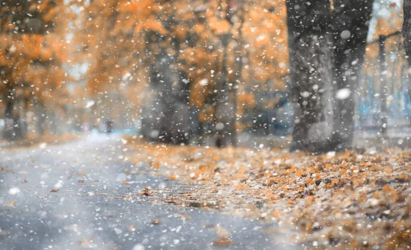 Syksyn Puisto Päivinä Ensimmäinen Lumi — kuvapankkivalokuva