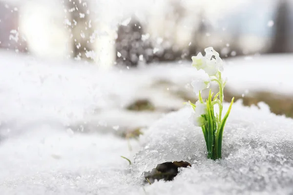 Die Ersten Frühlingsblumen Schneeglöckchen Wald Wachsen Aus Schnee Weiße Maiglöckchen — Stockfoto