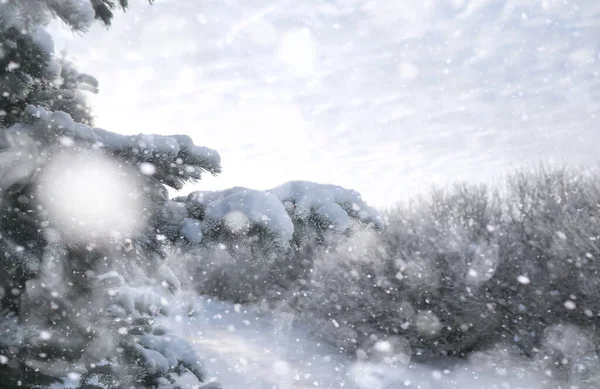 Winter Park Krajina Sněhového Počasí Lednový Den — Stock fotografie