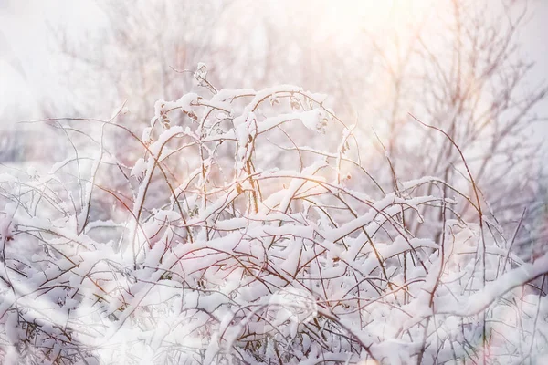 Winterlandschap Bos Onder Sneeuw Winterpark — Stockfoto