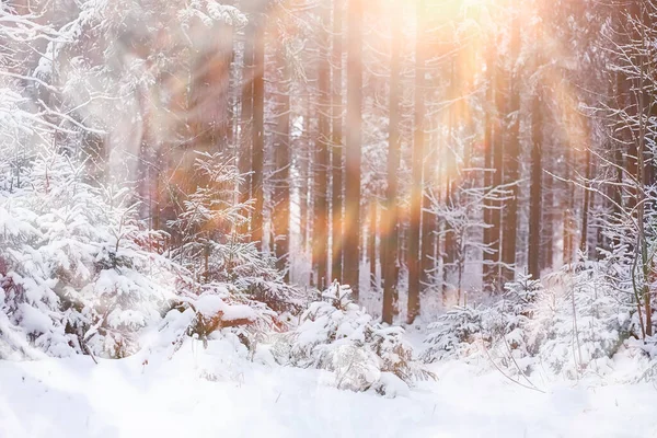 Zimní Krajina Les Pod Sněhem Winter Park — Stock fotografie