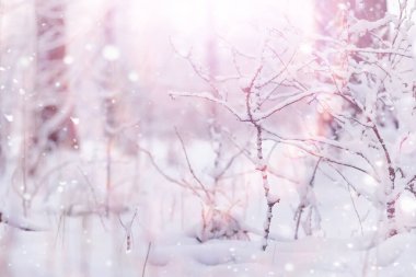 Kış orman manzarası. Kar altında uzun ağaçlar. Ocak ayının soğuk günü parkta.