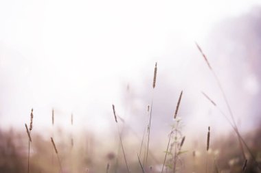 Sahada sis var. Yazın beyaz sisle akşam doğası.