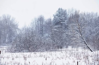 Kış orman manzarası. Kar altında uzun ağaçlar. Ocak ayının soğuk günü parkta.