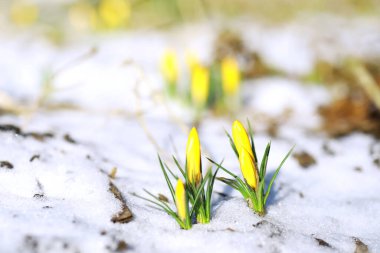 Bahar çiçekleri, beyaz crocus kar damlaları güneş ışınları. Baharda kırsalda beyaz ve sarı timsahlar. Taze neşeli bitkiler çiçek açtı. Genç filizler.