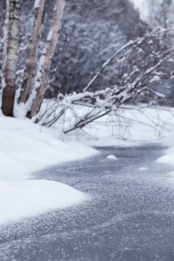 Kış orman manzarası. Kar altında uzun ağaçlar. Ocak ayının soğuk günü parkta.