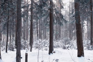 Kış orman manzarası. Kar altında uzun ağaçlar. Ocak ayının soğuk günü parkta.