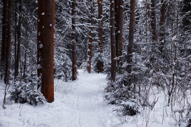 Kış orman manzarası. Kar altında uzun ağaçlar. Ocak ayının soğuk günü parkta.