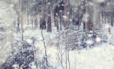 Kış orman manzarası. Kar altında uzun ağaçlar. Ocak ayının soğuk günü parkta.