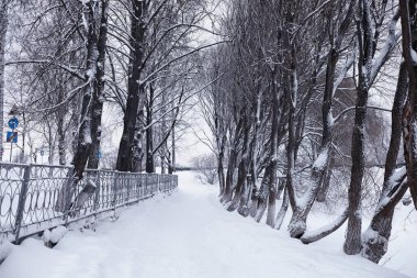 Kış orman manzarası. Kar altında uzun ağaçlar. Ocak ayının soğuk günü parkta.