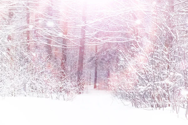 冬の森の風景 雪に覆われた背の高い木 公園で1月の霜の日 — ストック写真